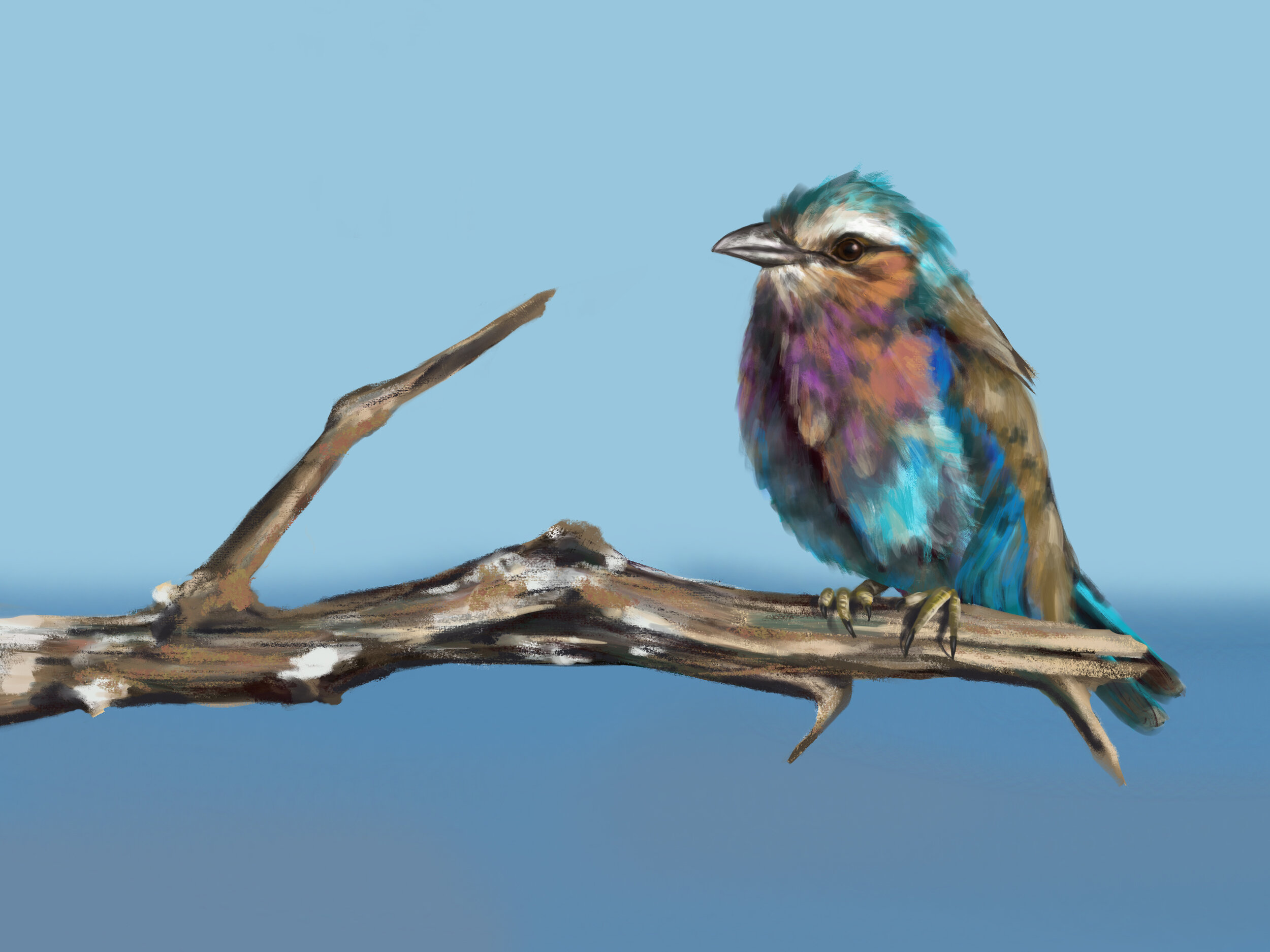 Birdy